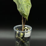 Alocasia Sanderiana Aurea — Specimen No. 0001