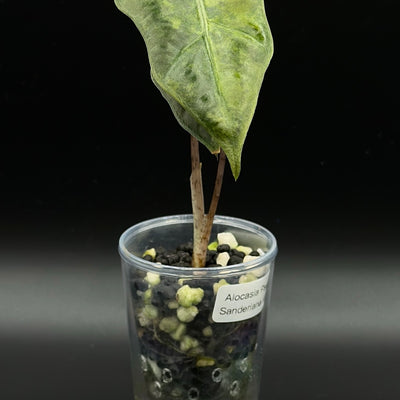 Alocasia Sanderiana Aurea — Specimen No. 0001