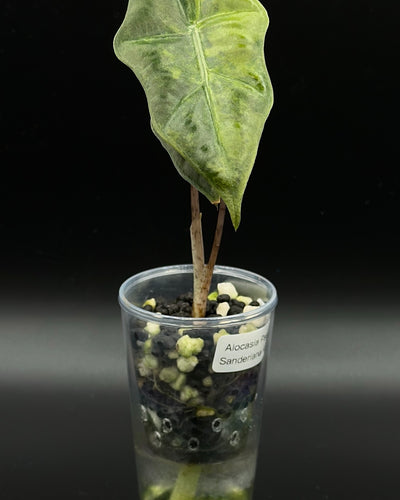 Alocasia Sanderiana Aurea — Specimen No. 0001
