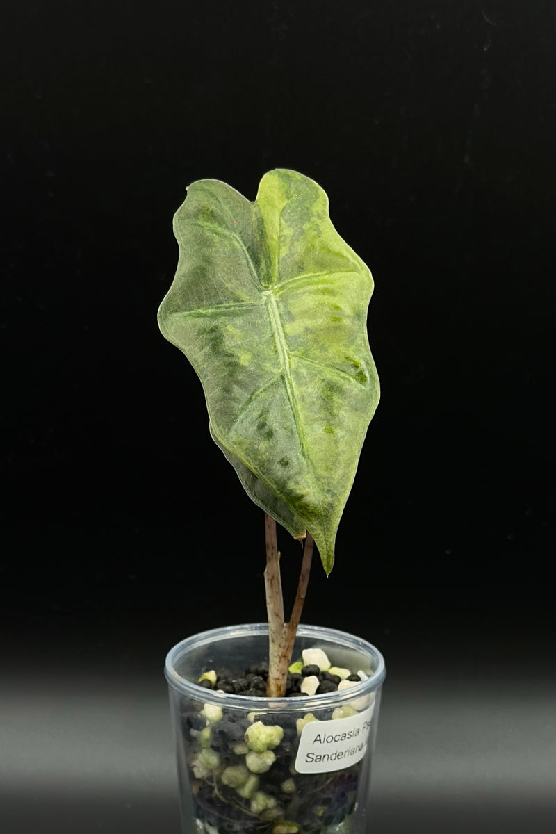 Alocasia Sanderiana Aurea