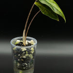Alocasia Sanderiana Aurea — Specimen No. 0001