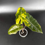Alocasia Pseudo Sanderiana Aurea