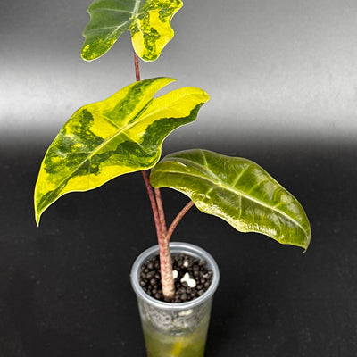 Alocasia Pseudo Sanderiana Aurea