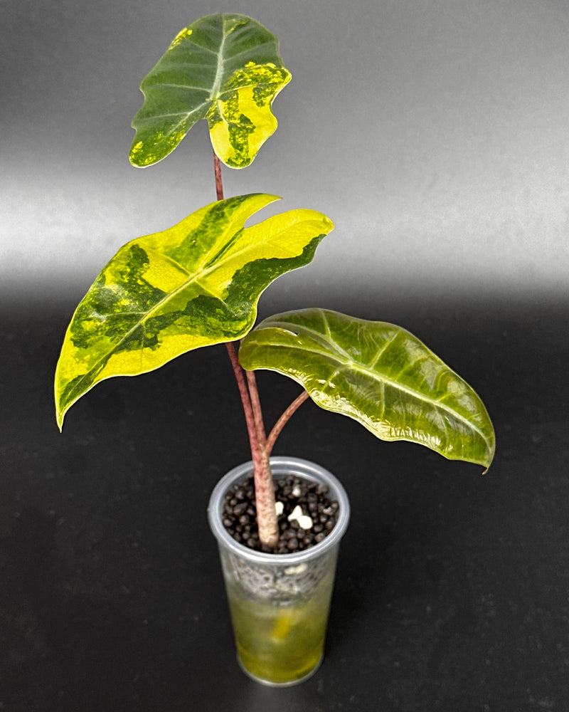 Alocasia Pseudo Sanderiana Aurea