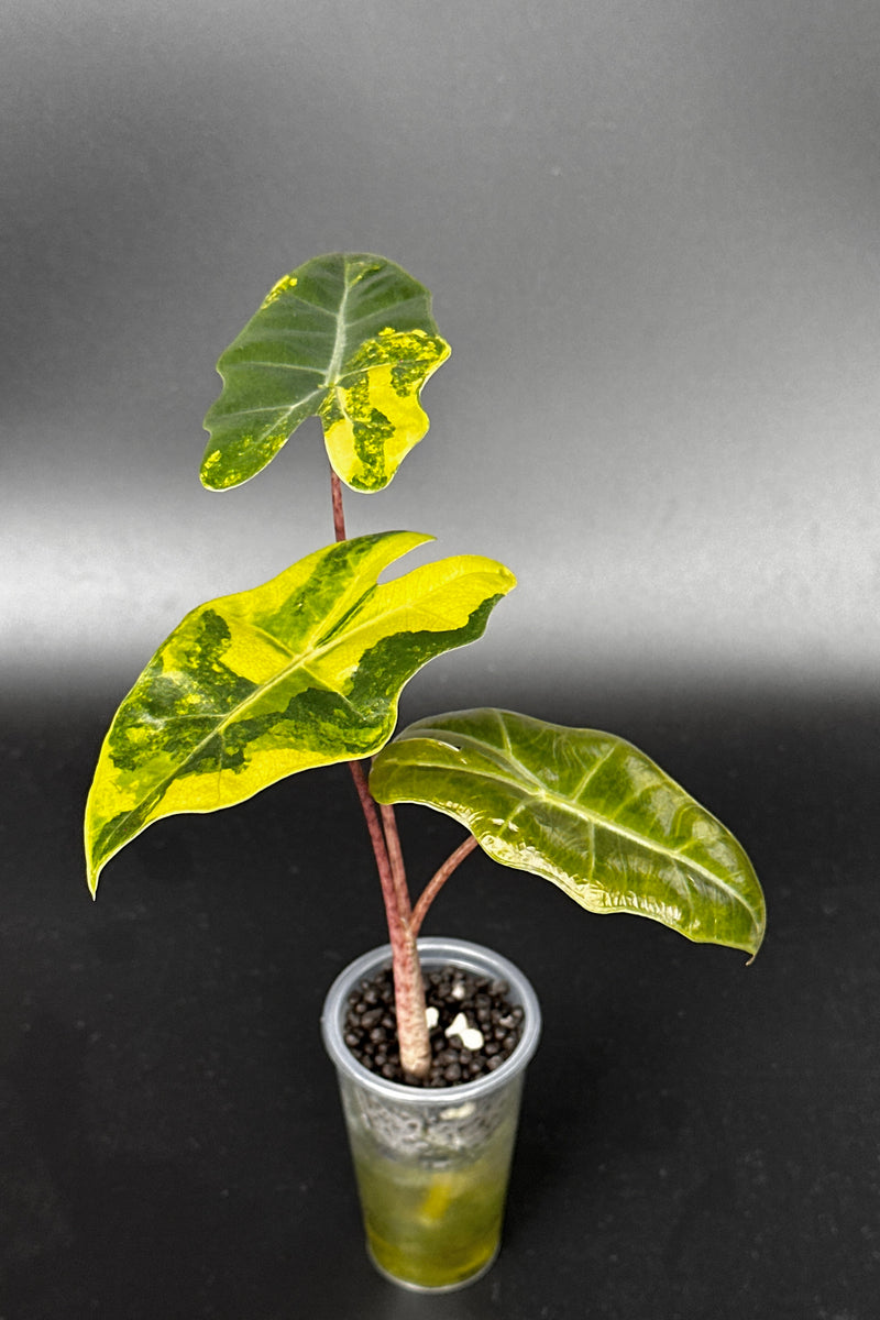 Alocasia Pseudo Sanderiana Aurea