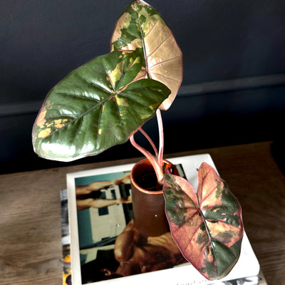 Alocasia Yucatan Princess Pink Variegata