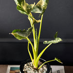 Alocasia Cucullata Crinkles Variegata