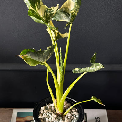 Alocasia Cucullata Crinkles Variegata