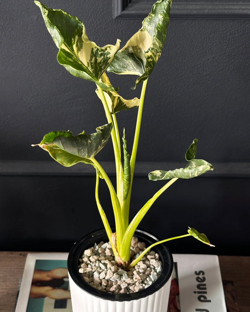Alocasia Cucullata Crinkles Variegata