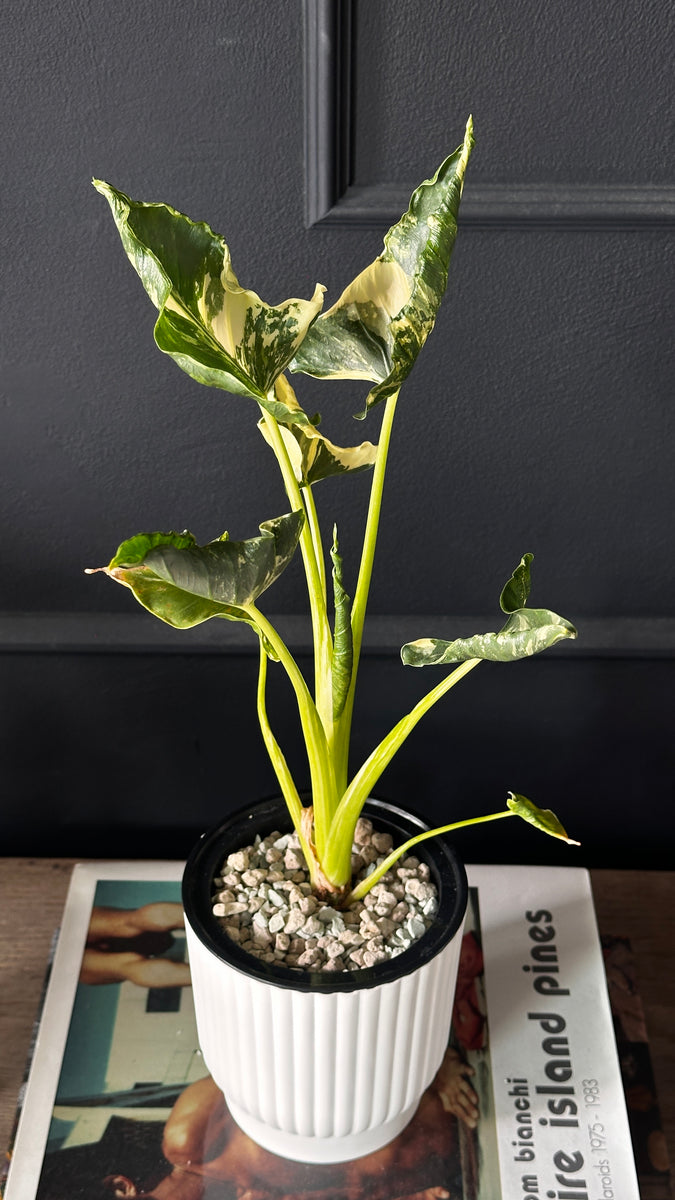 Alocasia Cucullata Crinkles Variegata