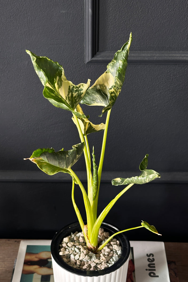 Alocasia Cucullata Crinkles Variegata