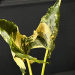 Alocasia Cucullata Crinkles Variegata