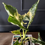 Alocasia Cucullata Crinkles Variegata
